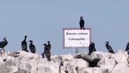 Ein Kormoran sitzt auf einem Schild mit der Aufschrift "Betreten verboten - Lebensgefahr." © Screenshot 