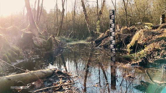 Ein Pegelmesser zeigt den Wasserstand eines Gewässers an. © Screenshot 