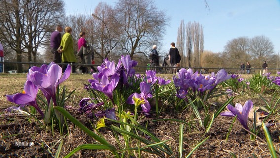 Menschen gehen im Park Planten un Blomen spazieren, im Vordergrund blühen Krokusse. © Screenshot 