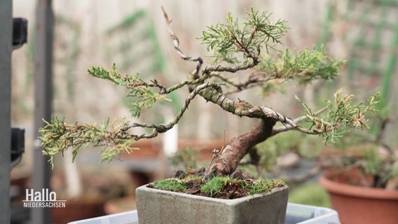 Ein Bonsai wächst in einem Topf. © Screenshot 