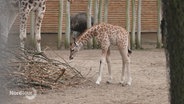 Ein Giraffenjunges beugt sein langen Hals und begutachtet einen Haufen Äste am Boden. © Screenshot 