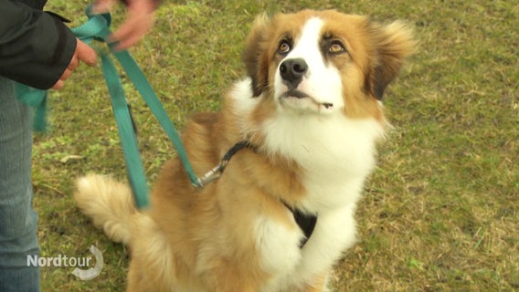 Ein braun-weißer Hund schaut zu seiner Besitzerin auf. © Screenshot 