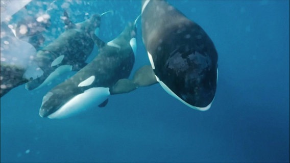 Eine Gruppe Orkas schwimmt im Meer. © Screenshot 