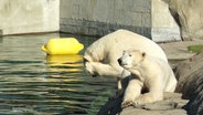 Zwei Eisbären sitzen an einem Felsrand vor einem Wassergraben in einem Tiergehege. © Screenshot 