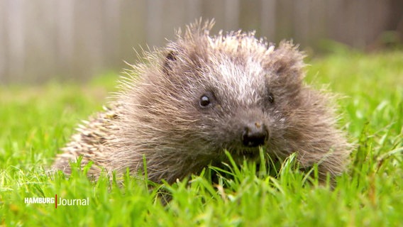 Ein Igel sitzt in einem Garten. © Screenshot 