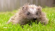 Ein Igel sitzt in einem Garten. © Screenshot 