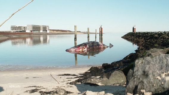 Ein toter Pottwal liegt im Hafenbecken von Hörnum auf Sylt. © Screenshot 