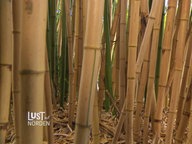  Bambus  pflanzen pflegen und Rhizomsperre setzen NDR de 
