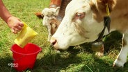 Kühe mit Glocken um den Hals werden gefüttert.  