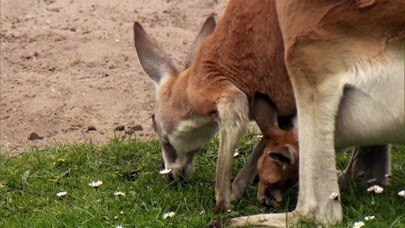 Ein Känguruh und ihr Junges fressen auf einer Wiese  