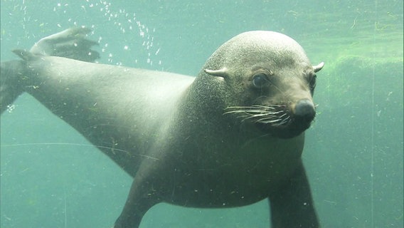 Ein Seebär in einem Aqurium.  