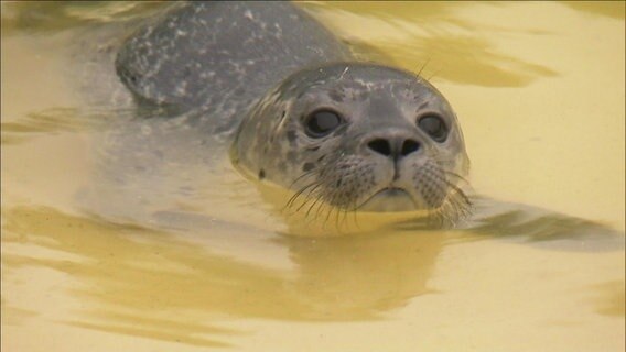 Ein Heuler schwimmt im Wasser  