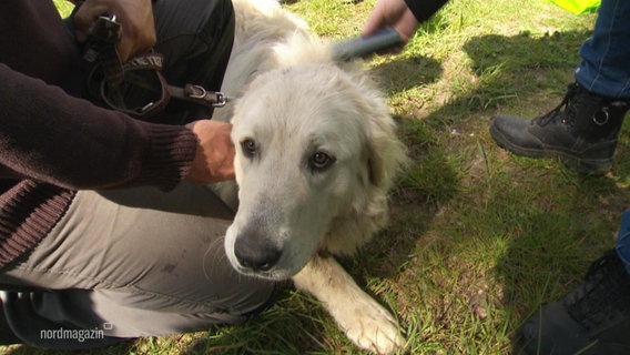 Labrador Welpen Mecklenburg Vorpommern