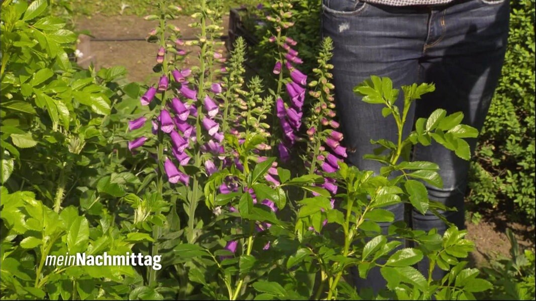 Pflegeleichter Garten Mit Den Richtigen Pflanzen Ndr De