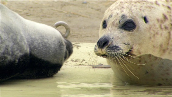 Seerobbe in einem Tierpark.  