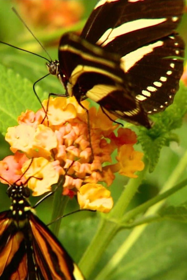 Schmetterlingsschau Im Botanischen Garten In Kiel Ndr De