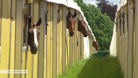 Pferde schauen bei den Future Champions in Hagen aus ihren Stallzelten. © NDR 