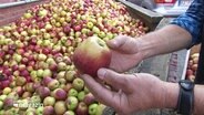 Ein Apfel wird vor der Verarbeitung in der Mosterei in Lütau begutachtet. 