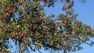 Rote Äpfel an einem Apfelbaum. 