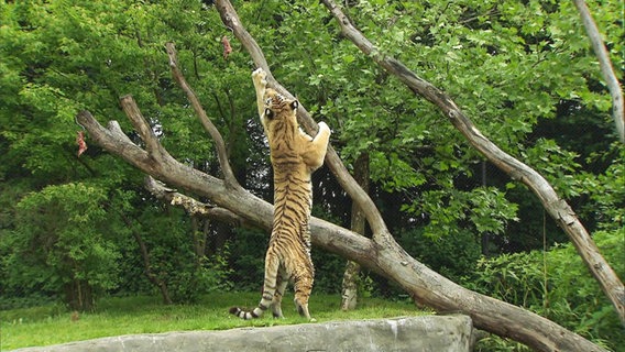 Tiger streckt sich an einem Baum © NDR 