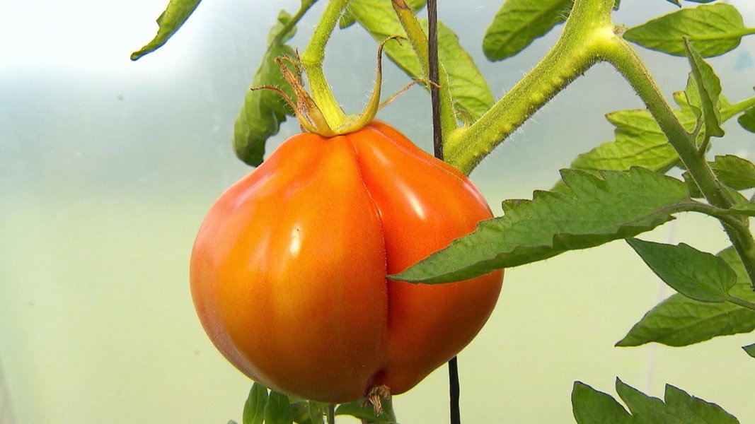 Kraut Und Braunfaule Bei Tomaten Verhindern Ndr De Ratgeber Garten Nutzpflanzen