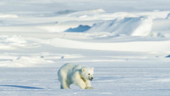 Eisbär im Nordpolarmeer. © NDR 