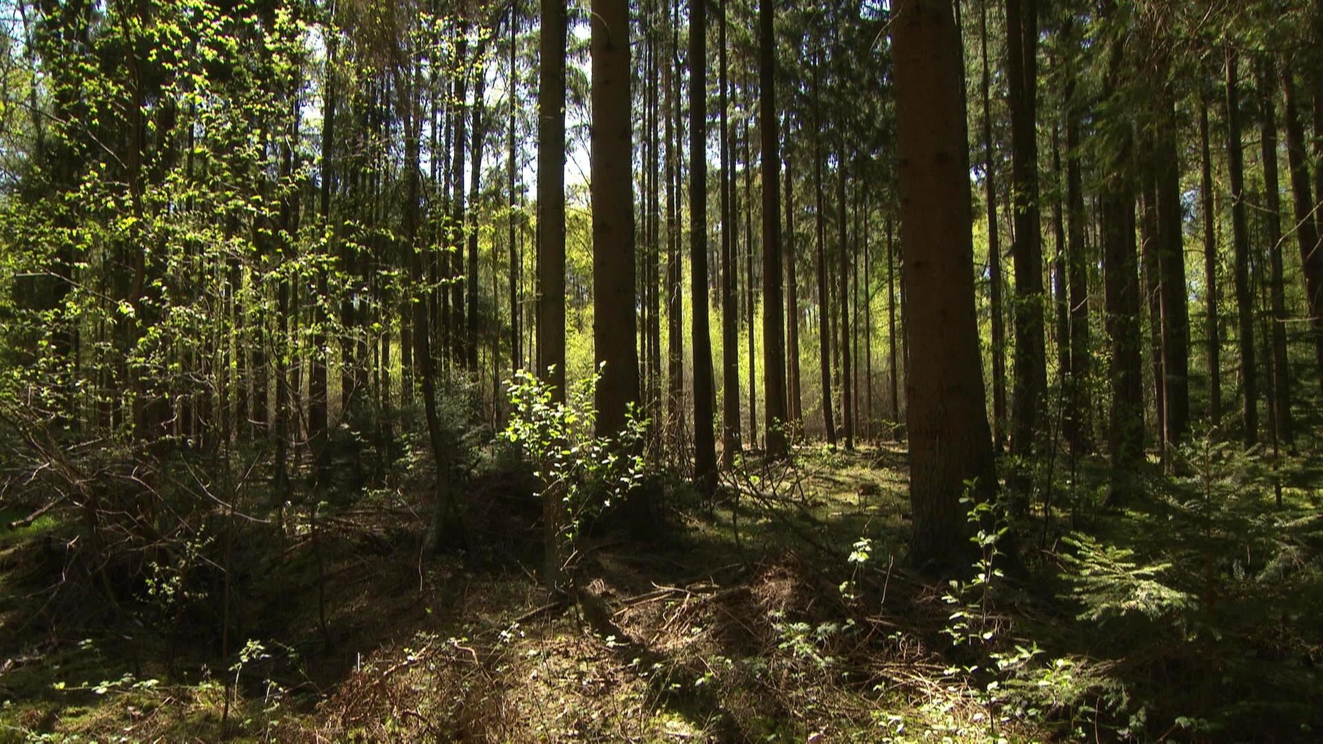 Erhöhte Waldbrandgefahr in Hamburg