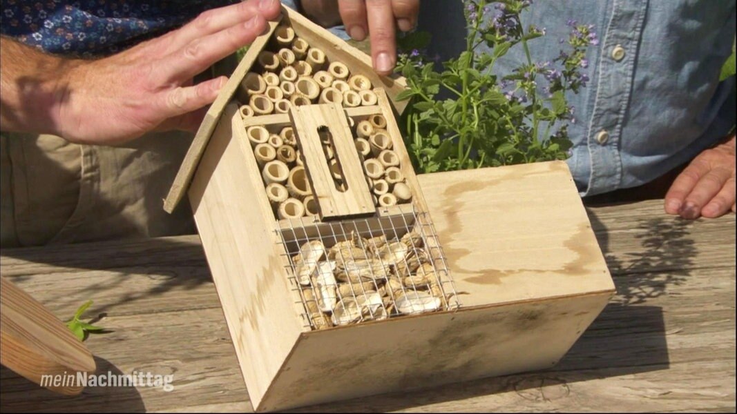 Ndr Mein Nachmittag Garten Heute Garten Ideen