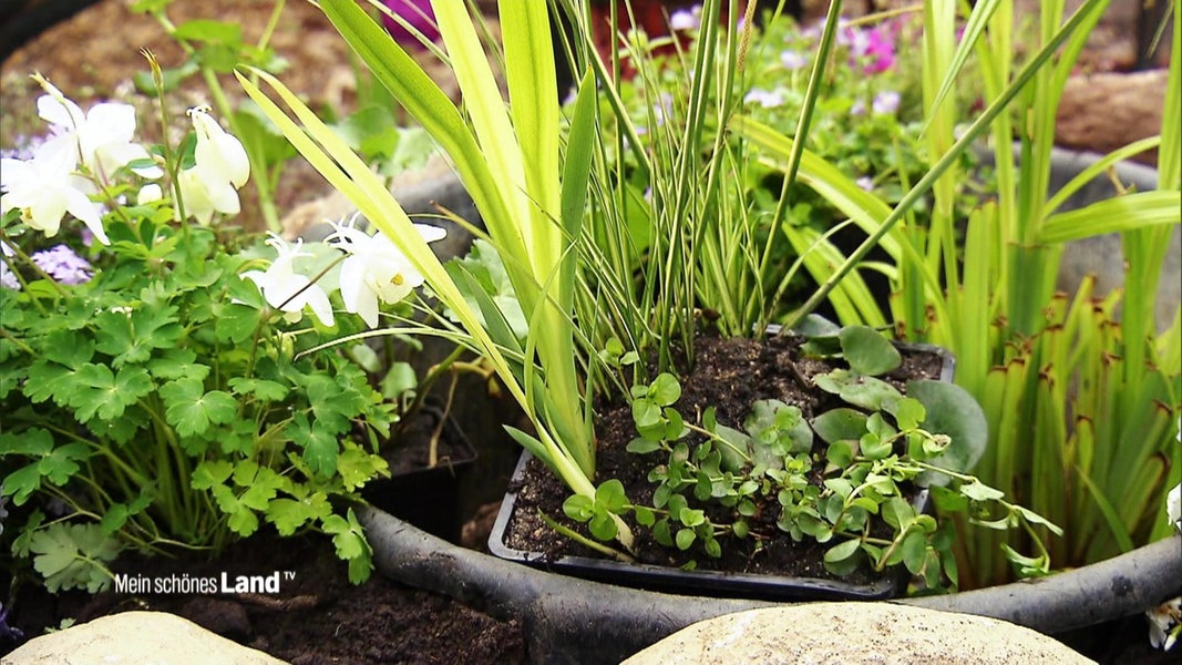 Einen Mini Gartenteich Anlegen Ndr De Ratgeber Garten