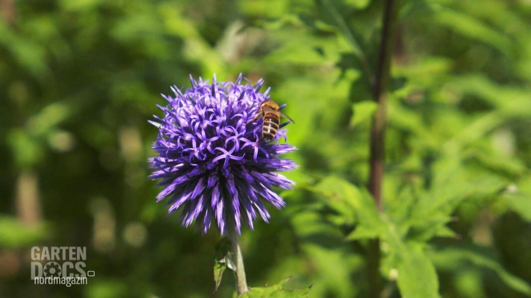 Die GartenDocs Alles im grünen Bereich NDR.de