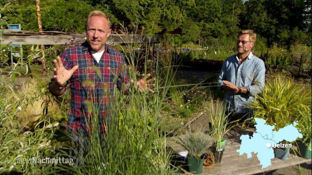 Ziergräser für den Garten NDR.de Fernsehen Sendungen