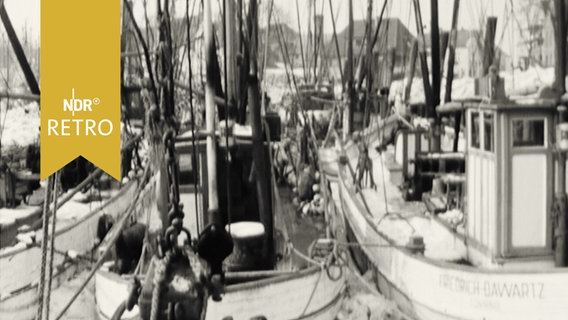 Zahlreiche Fischkutter im Hafen von Tönning (1963)  