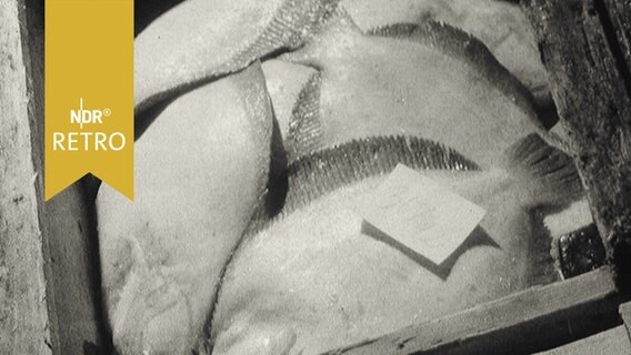 Frisch gefangene Schollen in einer Holzkiste (1964)  