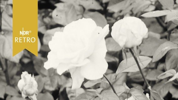 Blume (1965)  