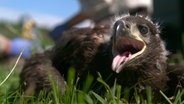 Ein junger Seeadler auf der Insel Usedom nach dem Beringen. © NDR 