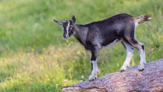 Ein Tauernschecke Ziegenbock, Capra aegagrus hircus, stehend auf einem Baumstamm auf der Wiese liegend © picture alliance / imageBROKER | photoholic 