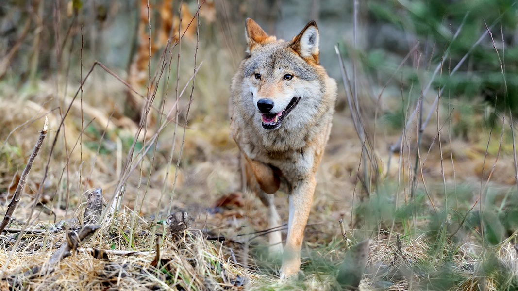 Neues Wolfsrudel in MV: Zahl der Wölfe steigt