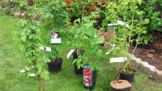 Beerensträucher pflanzen, pflegen und - NDR.de Ratgeber - | - Nutzgarten schneiden Garten