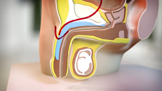 Schematische Darstellung der männlichen Sexualorgane © NDR 