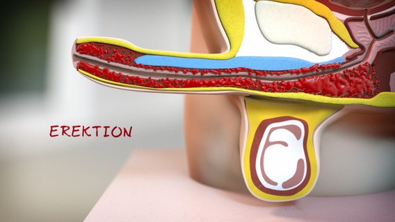 Schematische Darstellung einer Erektion © NDR 