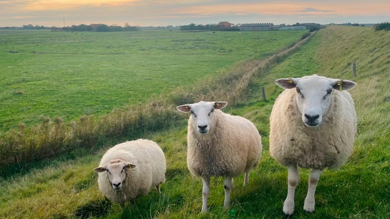 Haukes Schafe auf dem Deich. © NDR/Johanna Domke 