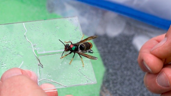 Eine an einem Bienenstock gefangene Asiatische Hornisse bekommt einen Mini-Sender, der den Ort verraten soll, wo das Nest hängt. © NDR 