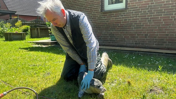 Bevor der Heuler in die Seehundstation in Friedrichskoog kommt, untersucht Seehundjäger Armin Jeß das Tier © NDR/Torsten Mehltretter 