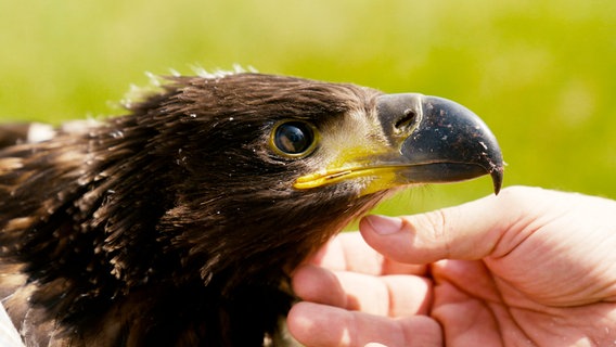 Stattlicher Seeadler-Nachwuchs. © NDR 