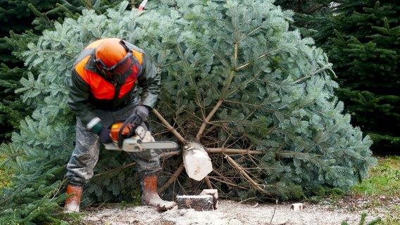 Vater Klaus Günther Thorn hat den Betrieb dieses Jahr an seinen Sohn übergeben. Seine Erfahrung ist weiterhin gefragt: Gerade bei den XXL-Weihnachtsbäumen. © NDR 