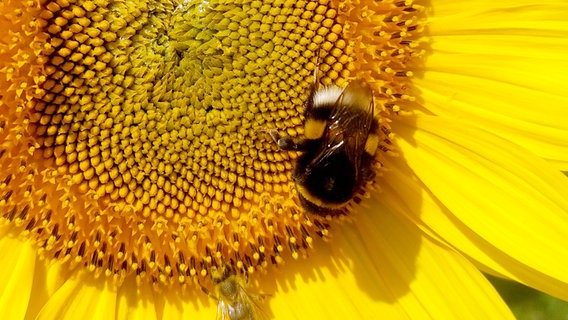 Die größten Sonnenblumen-Anbauländer sind Russland, die Ukraine und Argentien. Deutschland produziert rund 160.000 Tonnen Sonnenblumenkerne pro Jahr. Die Kerne werden zu Öl und Margarine verarbeitet oder als Vogelfutter vermarktet. © NDR/Maraike Alfs 