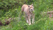 Wieder daheim im Solling: Luchse aus dem Harz sind in das südniedersächsische Mittelgebirge abgewandert. © NDR/TV Plus 