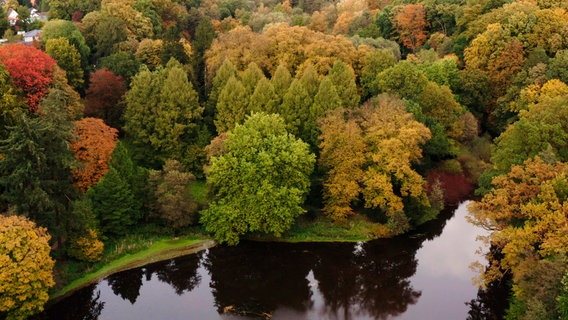 Eine bunte Insel mit Bäumen aus aller Welt, mitten in Hamburg: das Arboretum Marienhof. © NDR/DocLights 