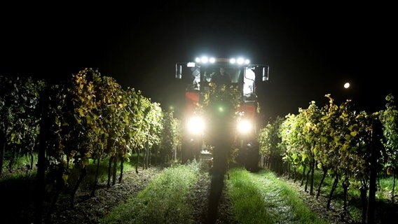 Mitten in der Nacht wird in Rheinhessen der Weißwein mit dem Vollernter geerntet. © NDR/BR/isarflimmern/Ludwig Noack 