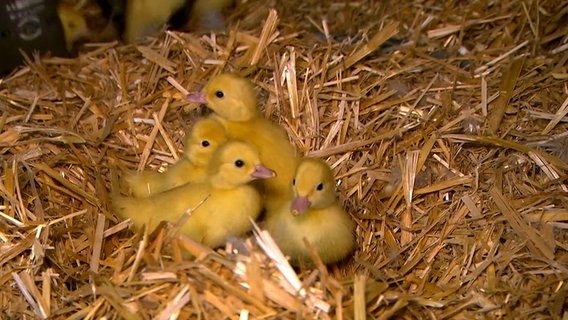 Kleine gelbe Entenküken sitzen im Stroh. © NDR 